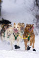 Quinn Iten Lead Dogs Running Wall Mural