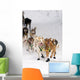 Quinn Iten Lead Dogs Running Wall Mural