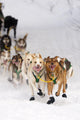 Quinn Iten Lead Dogs Running Wall Mural