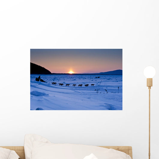 Dallas Seavey Drops Down The Bank Onto The Yukon River Wall Mural