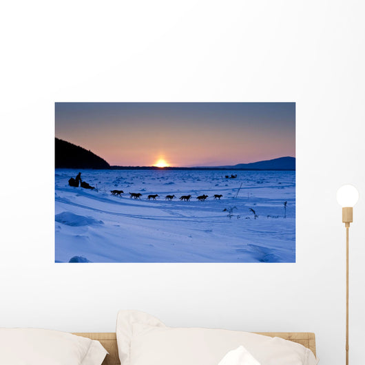 Dallas Seavey Drops Down The Bank Onto The Yukon River Wall Mural