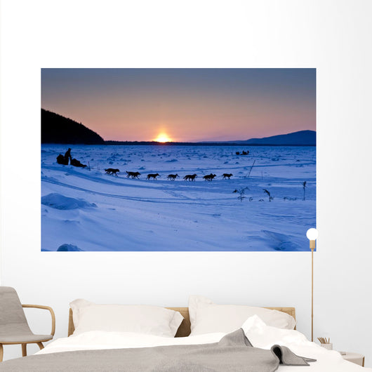 Dallas Seavey Drops Down The Bank Onto The Yukon River Wall Mural
