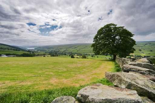 Tree Yorkshire Dales Wall Decal