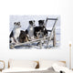 Eight Week Old Iditarod Husky Pups Sit Wall Mural