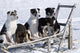 Eight Week Old Iditarod Husky Pups Sit Wall Mural