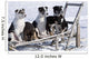 Eight Week Old Iditarod Husky Pups Sit Wall Mural