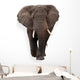 Elephant Wall Decal Design 1