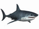 Great White Shark Wall Decal
