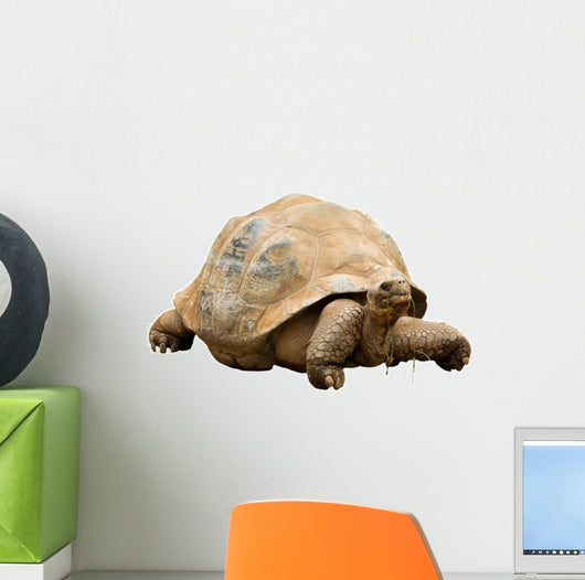 An Aldabra Giant Tortoise (Geochelone gigantea) Wall Decal