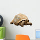 An Aldabra Giant Tortoise (Geochelone gigantea) Wall Decal