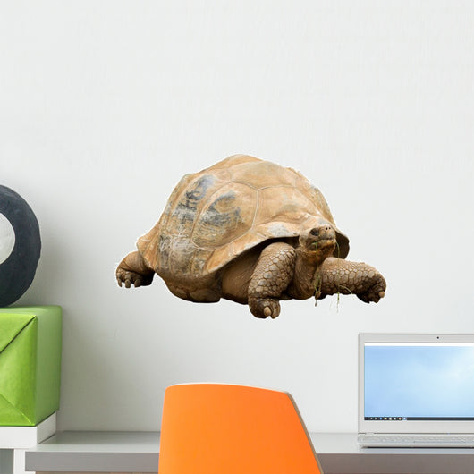 An Aldabra Giant Tortoise (Geochelone gigantea) Wall Decal