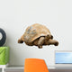 An Aldabra Giant Tortoise (Geochelone gigantea) Wall Decal