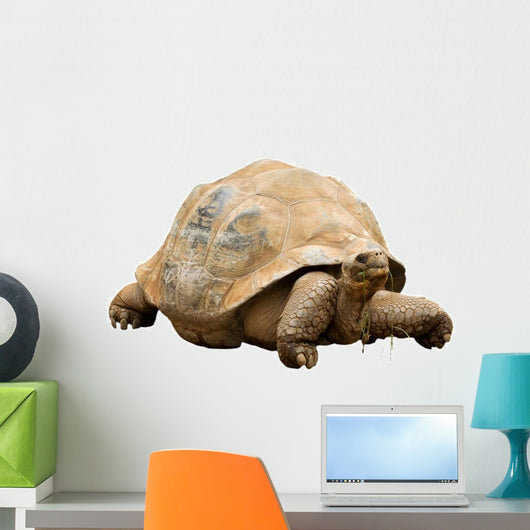 An Aldabra Giant Tortoise (Geochelone gigantea) Wall Decal
