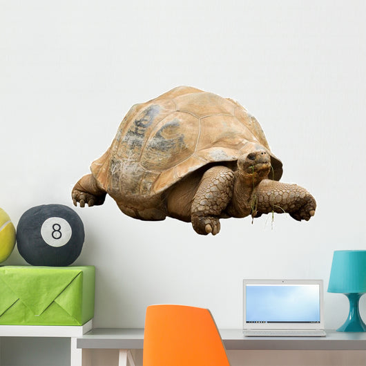 An Aldabra Giant Tortoise (Geochelone gigantea) Wall Decal