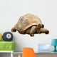 An Aldabra Giant Tortoise (Geochelone gigantea) Wall Decal