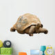 An Aldabra Giant Tortoise (Geochelone gigantea) Wall Decal