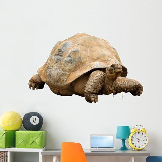 An Aldabra Giant Tortoise (Geochelone gigantea) Wall Decal
