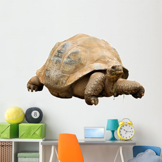 An Aldabra Giant Tortoise (Geochelone gigantea) Wall Decal