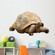 An Aldabra Giant Tortoise (Geochelone gigantea) Wall Decal