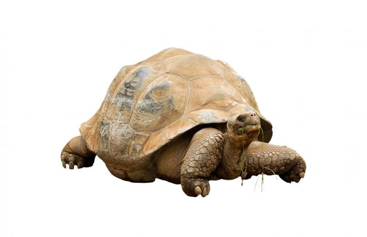 An Aldabra Giant Tortoise (Geochelone gigantea) Wall Decal