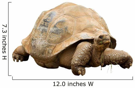 An Aldabra Giant Tortoise (Geochelone gigantea) Wall Decal