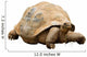 An Aldabra Giant Tortoise (Geochelone gigantea) Wall Decal