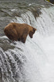 Brown Bear At Brooks Falls On Brooks River Wall Mural