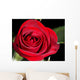 red rose Wall Mural