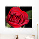 red rose Wall Mural