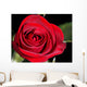 red rose Wall Mural