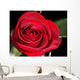 red rose Wall Mural