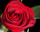 red rose Wall Mural