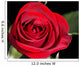 red rose Wall Mural