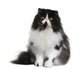 Front view of Persian cat, sitting in front of white background Wall Decal