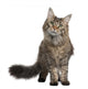Front Maine Coon Standing Wall Decal