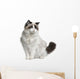Front view of Ragdoll cat, sitting and looking away Wall Decal