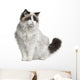 Front view of Ragdoll cat, sitting and looking away Wall Decal