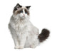 Front view of Ragdoll cat, sitting and looking away Wall Decal