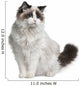 Front view of Ragdoll cat, sitting and looking away Wall Decal