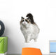 Front view of Ragdoll cat, standing in front of white background Wall Decal
