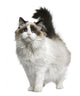 Front view of Ragdoll cat, standing in front of white background Wall Decal
