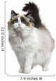 Front view of Ragdoll cat, standing in front of white background Wall Decal