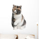 Front Exotic Shorthair Cat Wall Decal