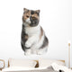 Front Exotic Shorthair Cat Wall Decal
