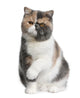 Front Exotic Shorthair Cat Wall Decal