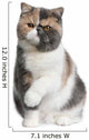 Front Exotic Shorthair Cat Wall Decal