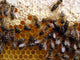 Honeycomb Wall Mural