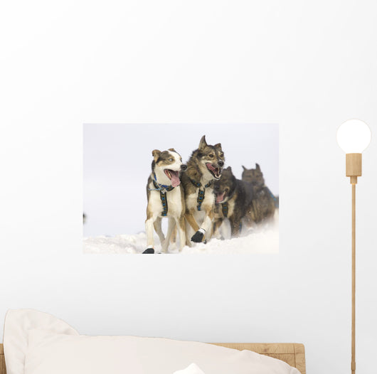 Michael Suprenant's Lead Dogs Wall Mural