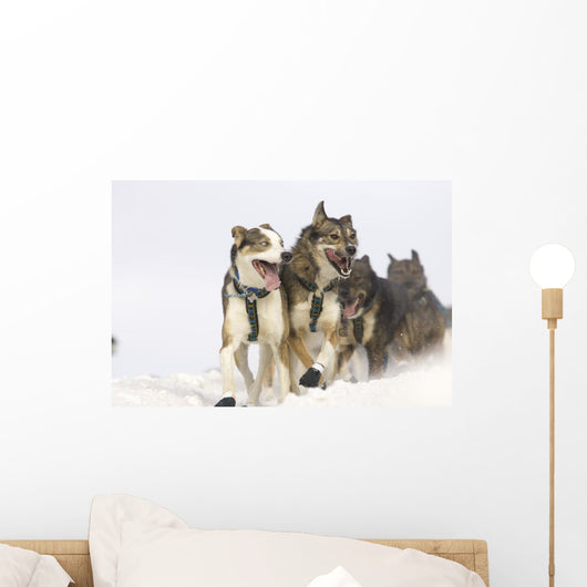 Michael Suprenant's Lead Dogs Wall Mural