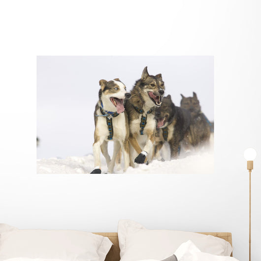 Michael Suprenant's Lead Dogs Wall Mural